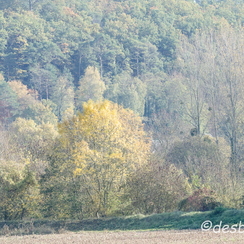 2011-10-31 389 loireD7000
