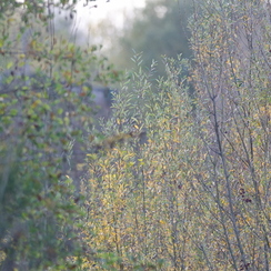 2011-10-31 455 loireD7000