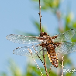libellules