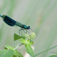 2009-07-05 94 libeD300