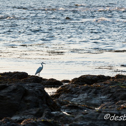 aigrette