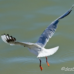 mouettes-12