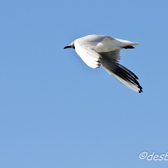 mouettes-28