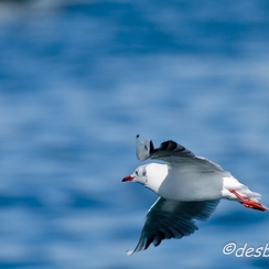 mouettes-56