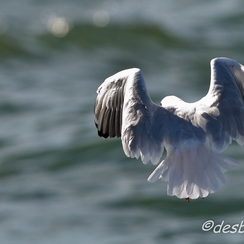 mouettes-60