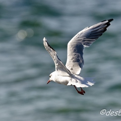 mouettes-61