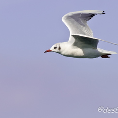 mouettes-65