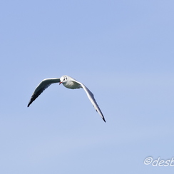 mouettes-69