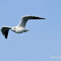 mouettes-71