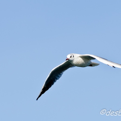 mouettes-72