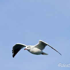 mouettes-73