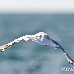 mouettes-81