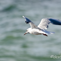 mouettes-84