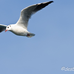 mouettes-87