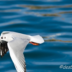 mouettes-96