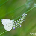 papillons-29.jpg