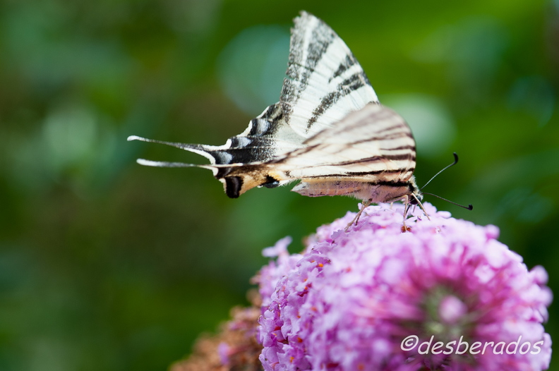 papillons-41.jpg