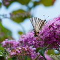 papillons-42.jpg