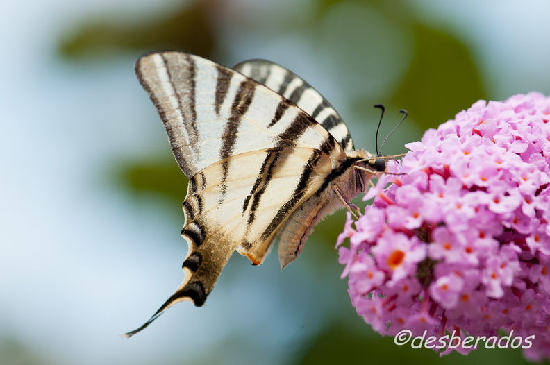 papillons-43.jpg