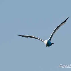 goeland