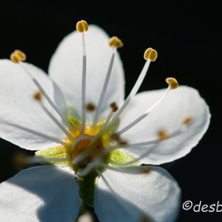 20080301 507-montb