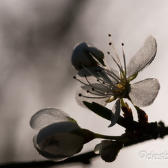 20080301 537-montb