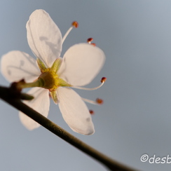 20080301 555-montb