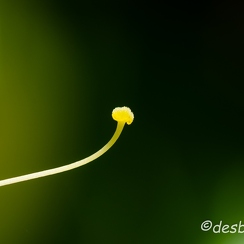 2011-08-30 593 prefaillesD7000