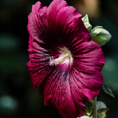 2011-08-30 601 prefaillesD7000