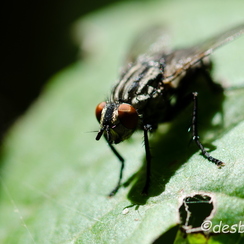 2011-09-18 60 montbD7000