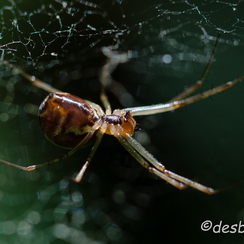 2011-09-18 65 montbD7000