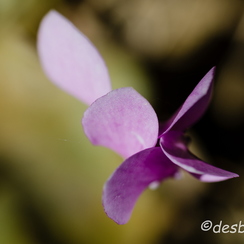 2011-09-18 78 montbD7000