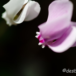 2011-09-18 100 montbD7000