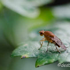 2011-09-18 115 montbD7000