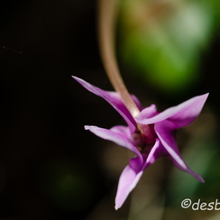 2011-09-18 120 montbD7000