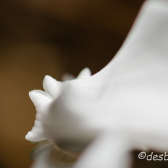 2011-09-18 124 montbD7000