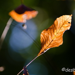 2011-10-15 41 chambrayD7000