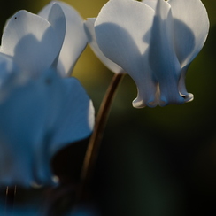 2011-10-15 49 chambrayD7000
