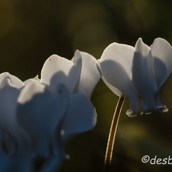 2011-10-15 53 chambrayD7000