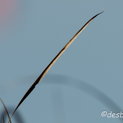 2011-10-16 120 chambrayD7000