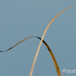 2011-10-16 122 chambrayD7000