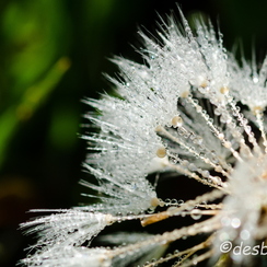 2011-10-16 179 chambrayD7000