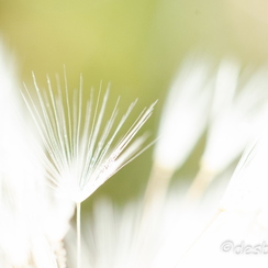 2011-10-16 180 chambrayD7000
