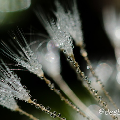 2011-10-16 193 chambrayD7000