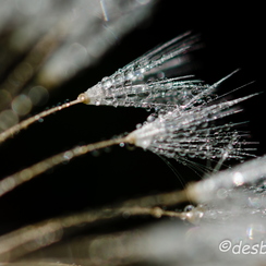 2011-10-16 196 chambrayD7000