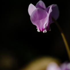 2011-10-16 15 montbD7000