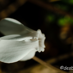 2011-10-16 22 montbD7000