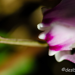 2011-10-16 29 montbD7000