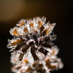2011-10-16 52 montbD7000