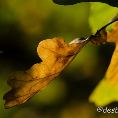 2011-10-23 128 automneD7000